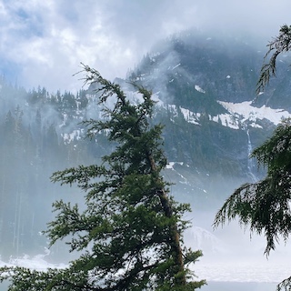 An evergreen tree in the fog in front of the lake